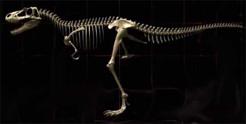 Скелет альбертозавра