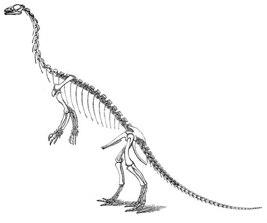 Скелет анхизавра