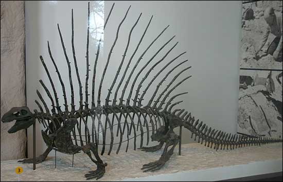 Картинки по запросу Эдафозавр