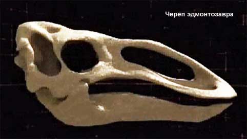 Череп эдмонтозавра