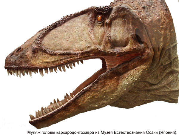 реконструкция головы кархародонтозавра