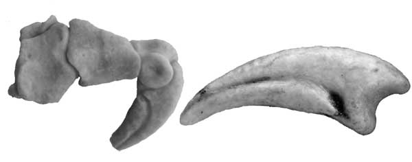 Линьхеникус (Linhenykus monodactylus)