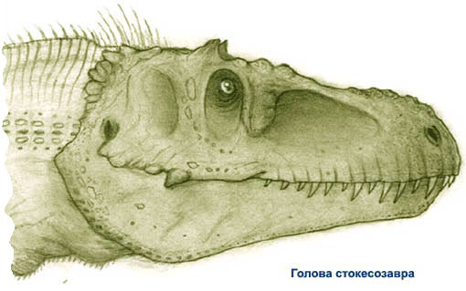 Стокесозавр