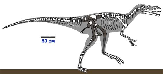 Стокесозавр