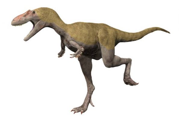 Альбертозавр (Albertosaurus)