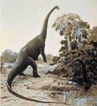 Барозавр (Barosaurus)