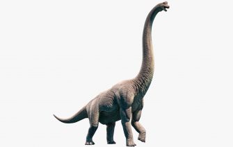 Брахиозавр Brachiosaurus