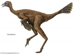 Каудиптерикс (Caudipteryx)