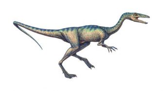 Компсогнатус (Compsognathus)
