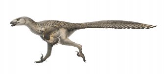 Дромеозавр (Dromaeosaurus)