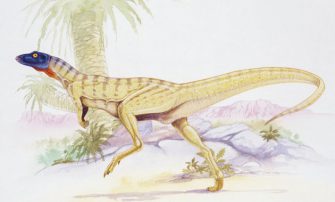 Лесотозавр (Lesothosaurus diagnosticus)