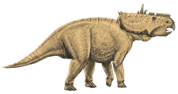 Пахиринозавр (Pachyrhinosaurus)
