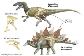 Группы динозавров