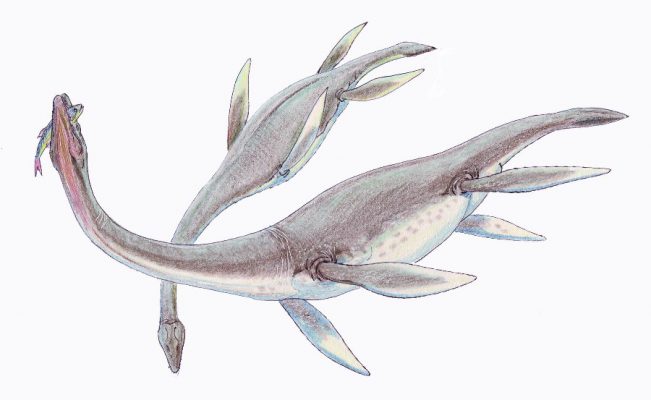 Плезиозавр (Plesiosauria)