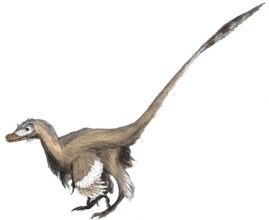 Велоцираптор (Velociraptor)