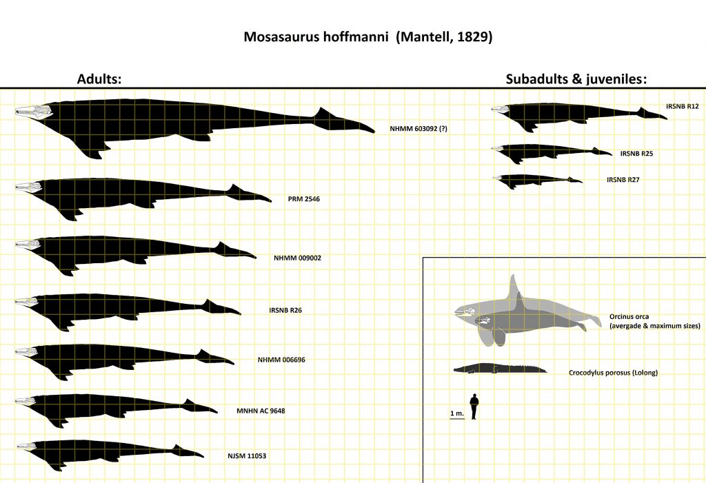 Мозазавр по сравнению с человеком, косаткой, гребнистым крокодилом