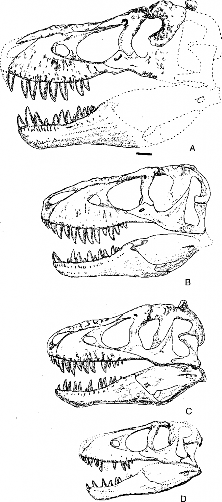 сравнения сходств и различий между взрослым и молодым Albertosaurus libratus